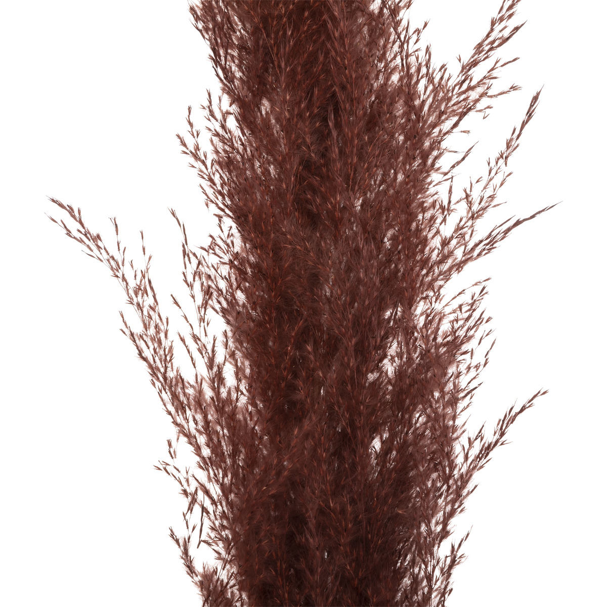 3 dried flowers "Natural Pampa" Ruby red, H.110 cm