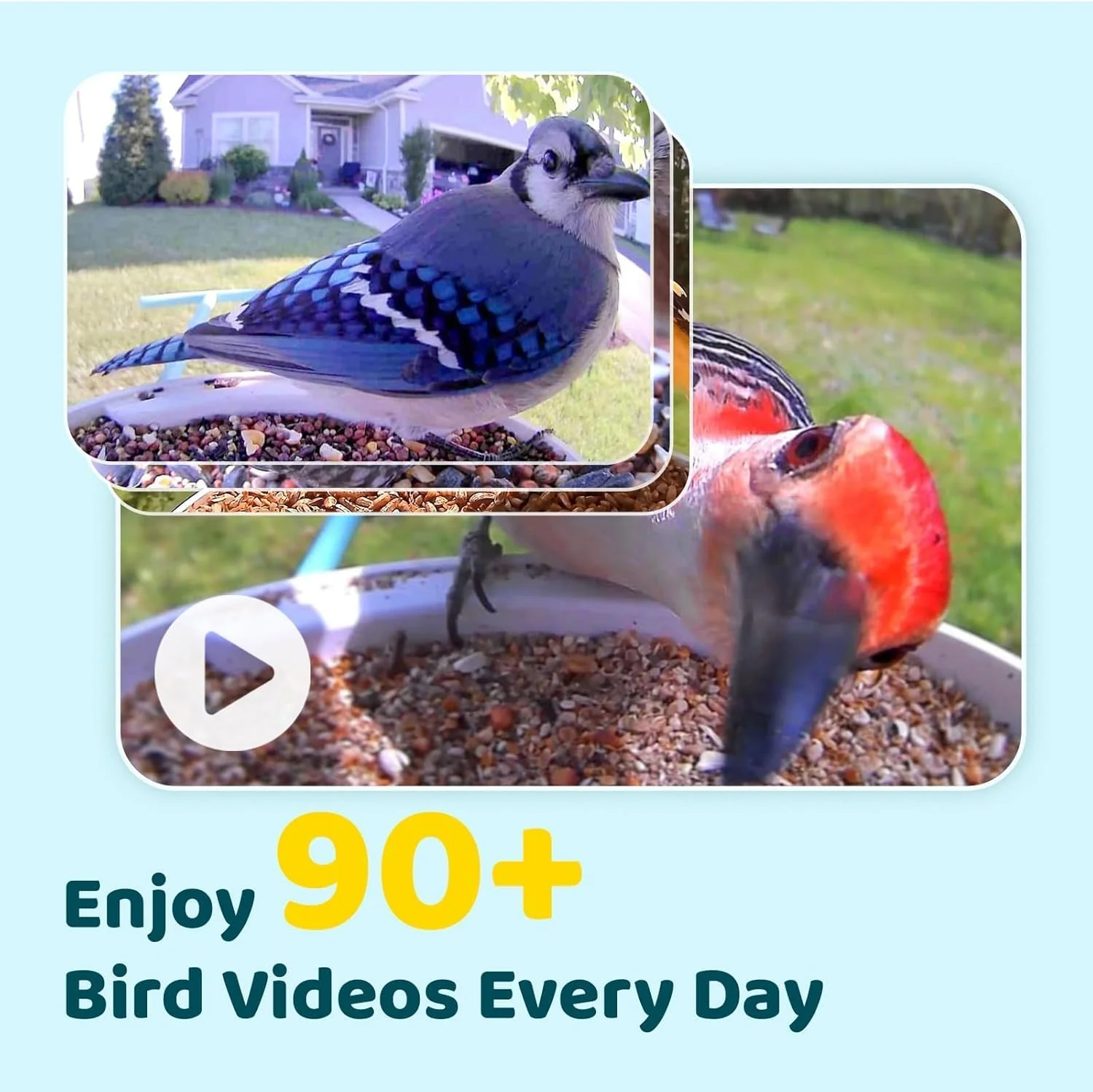 NETVUE by Birdfy Smart Bird Feeder With Camera, Solar Power, 1.5L - Image 3 NETVUE by Birdfy Smart Bird Feeder With Camera, Solar Power, 1.5L - Image 3