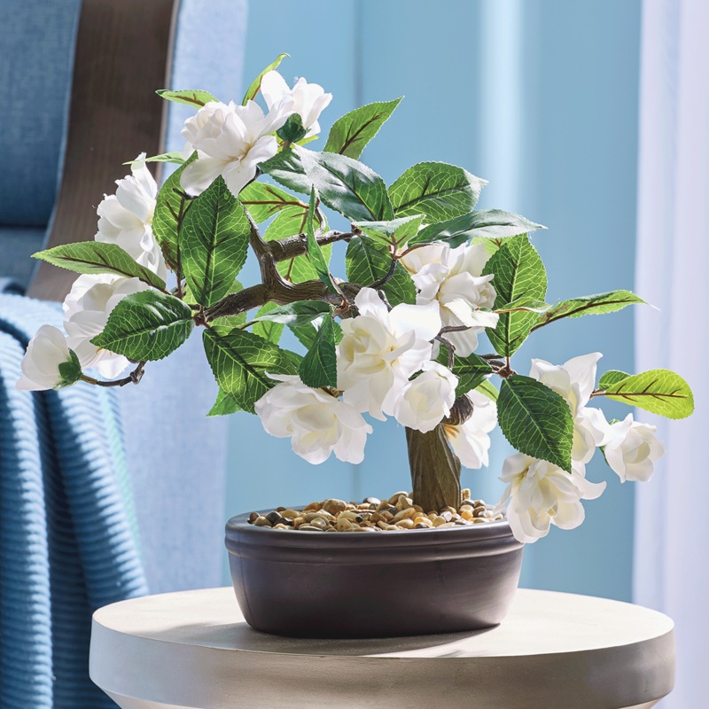 Gardenia Bonsai in Oval Pot - MIDNIGHT VELVET CATALOG