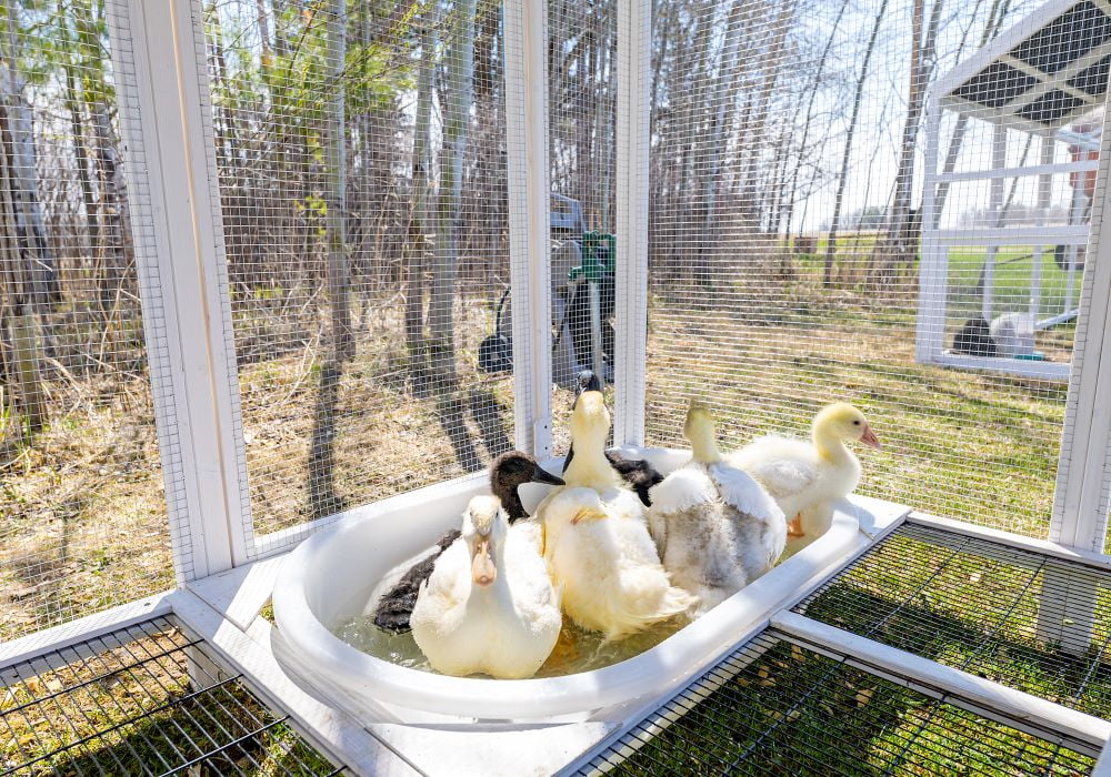 Zylina Modern Duck Barn - Duck Coop - Image 5