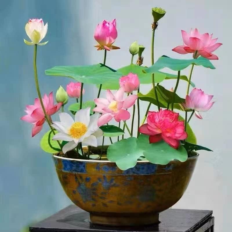 Premium Bonsai Lotuszaden – 10 Kleurrijke Waterlotuszaden voor Watertuinen en Binnengebruik