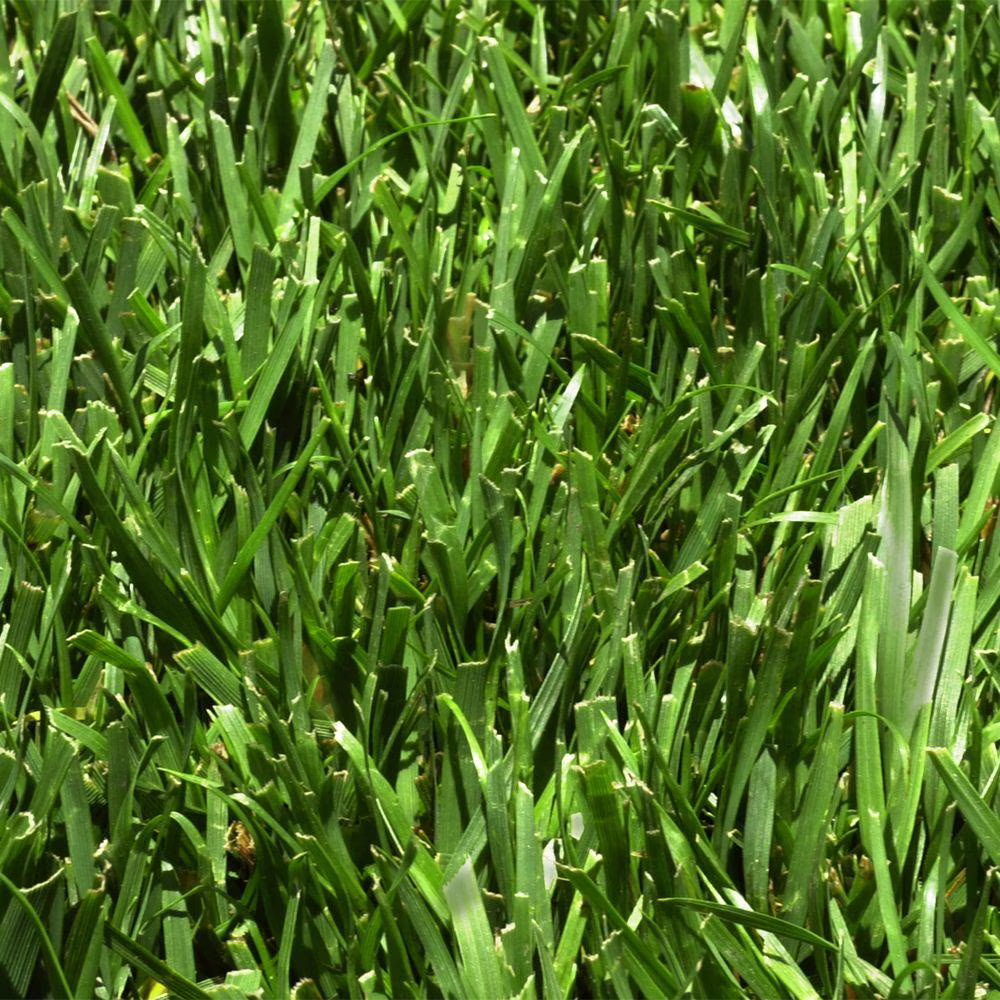 Fescue 500 sq. ft. Sod Pallet
