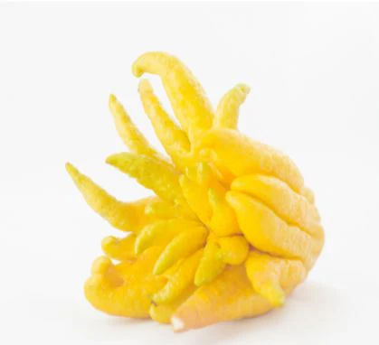 Buddha Hand – Fragrant citrus fruit for aroma, tea & decoration