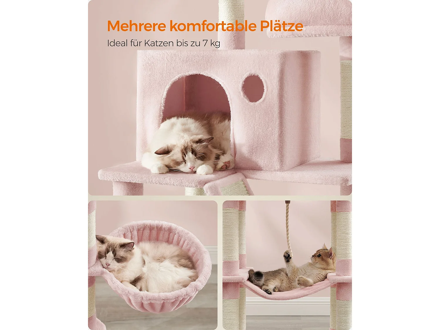 Arbre à chat Mandritsara