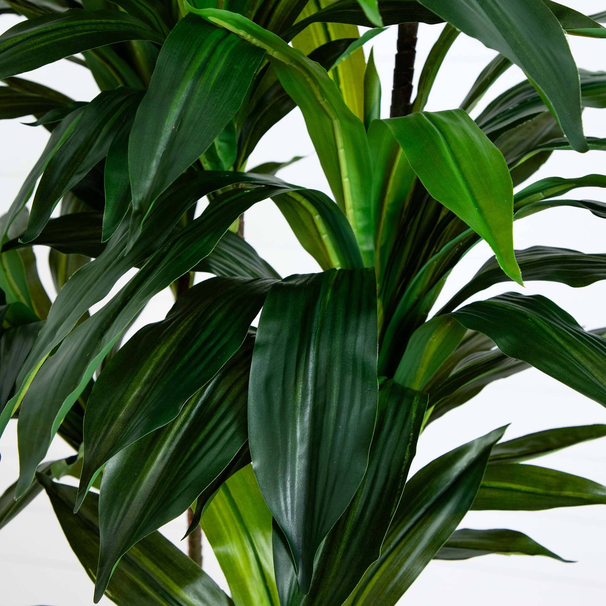 8' Artificial Dracaena Tree with Real Touch Leaves