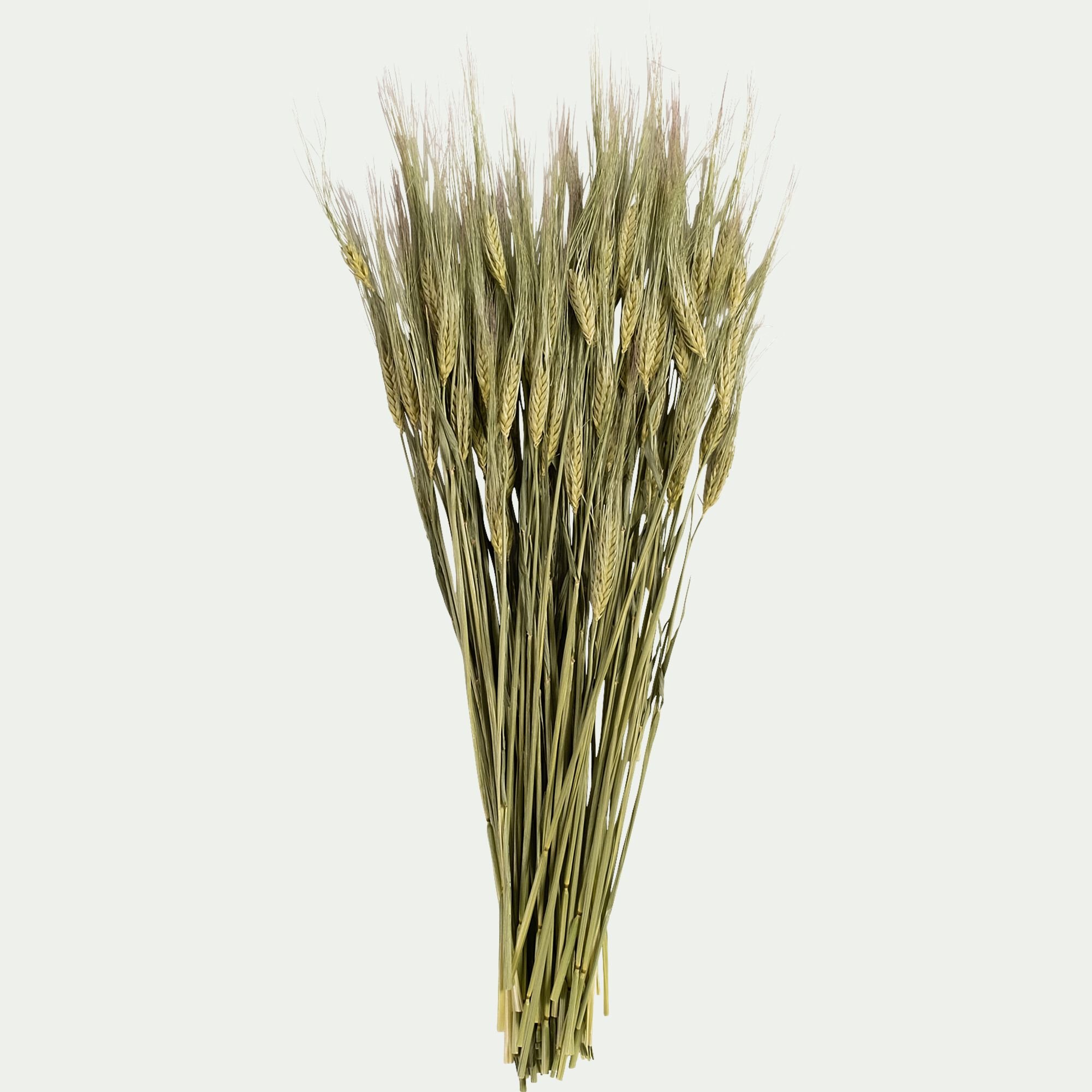 FLORALIE - Botte d'orge sechée 55cm - naturel