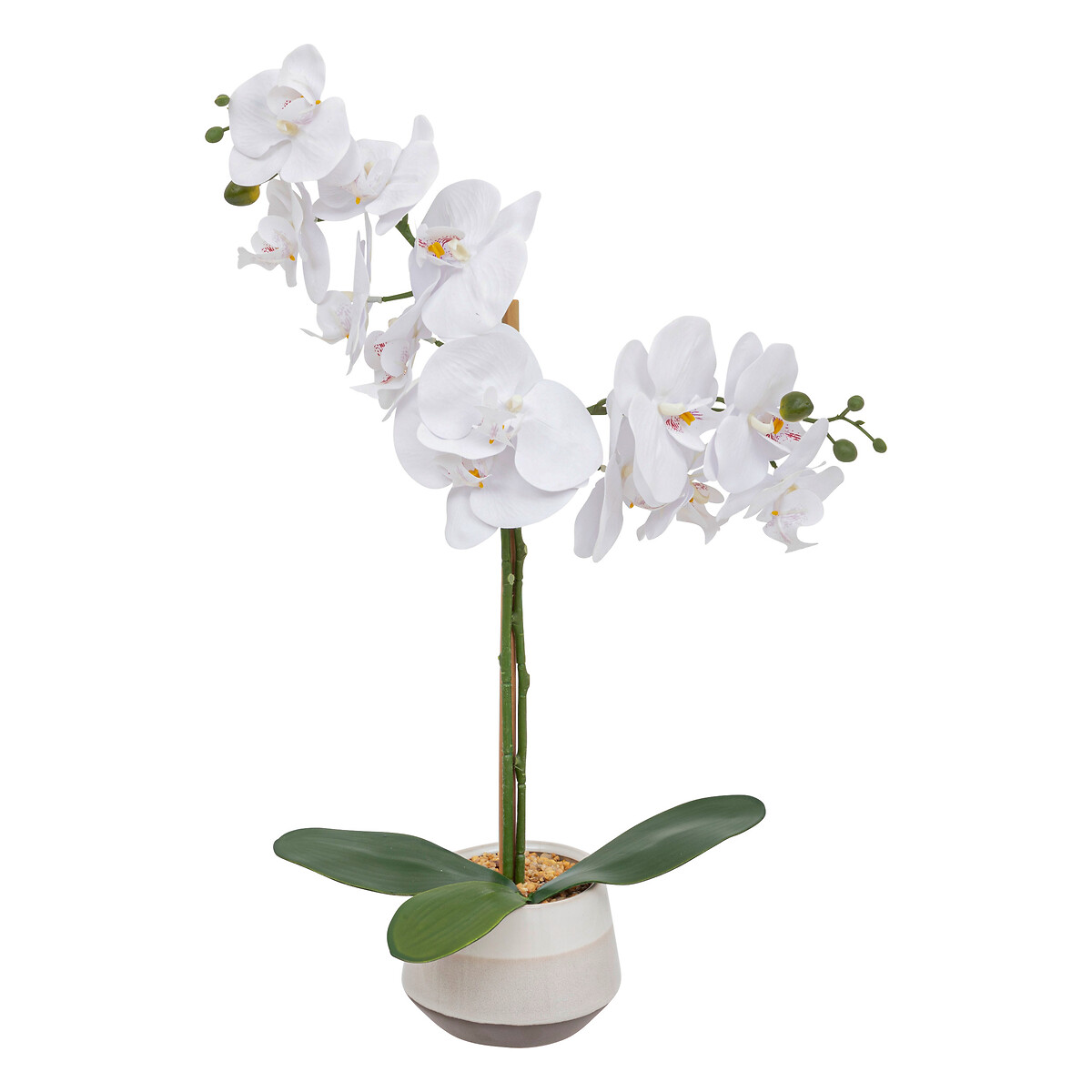 "Clera" artificial orchid Ceramic pot, H.52 cm
