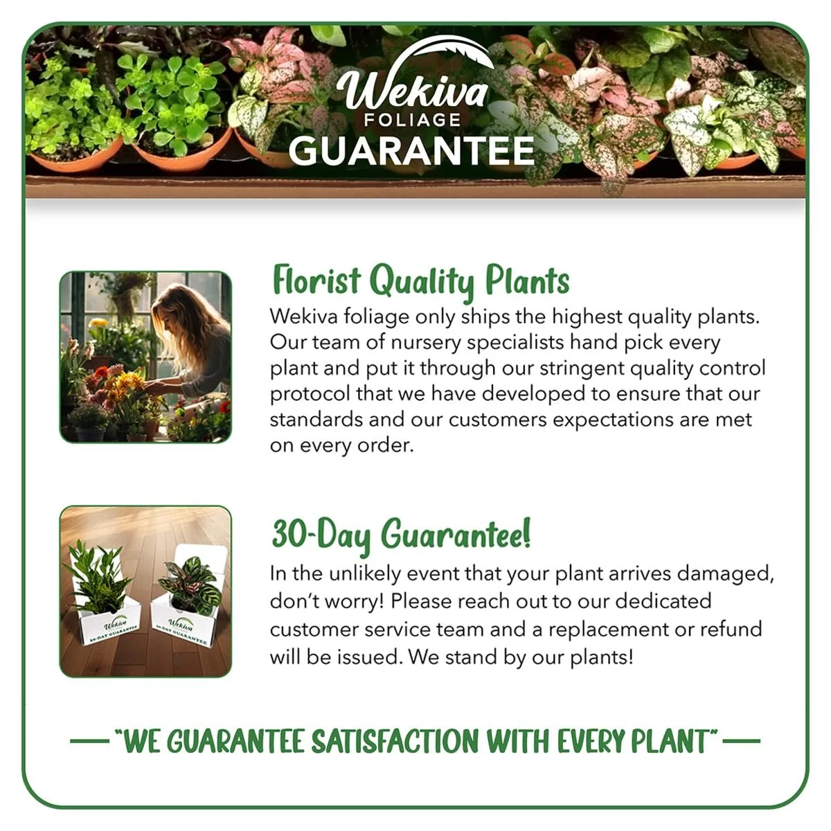 Harvest Moon Mango Tree - Grafted - Live Plant in a 3 Gallon Growers Pot - Mangifera Indica - Beautiful Edible Fruit Bearing Tree for Patio and Garden - Image 7
