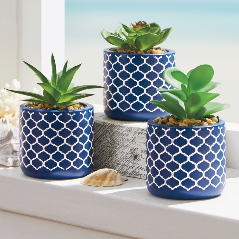 Set of 3 Succulents in Blue Pots - MIDNIGHT VELVET CATALOG