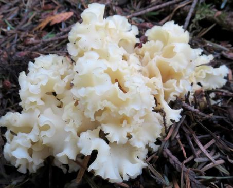 Curly hen – wild mushroom rarity with nutty aroma & bite