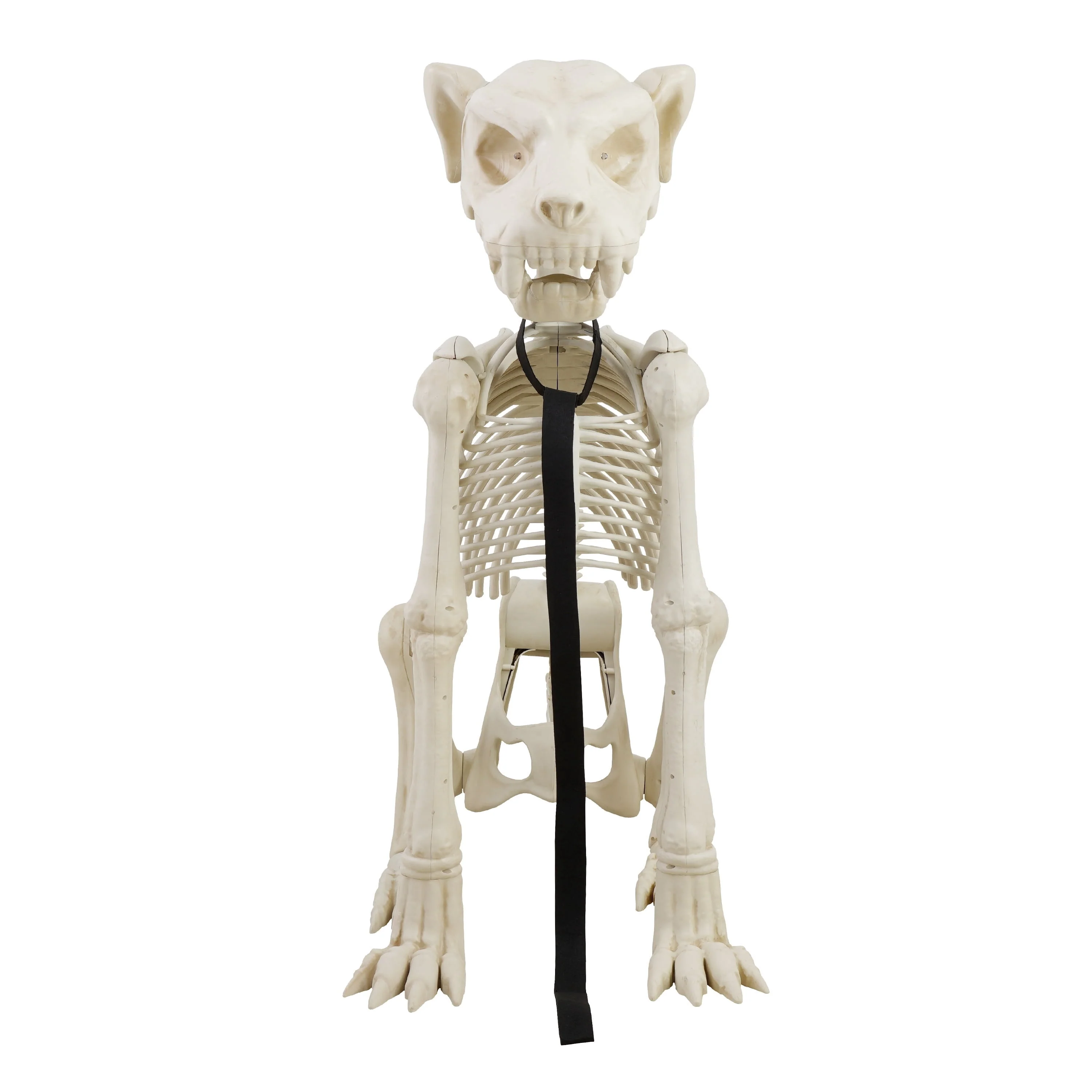 Way To Celebrate Animated Skeleton Dog Halloween Decoration, Beige, 60 in - Image 6 Way To Celebrate Animated Skeleton Dog Halloween Decoration, Beige, 60 in - Image 6
