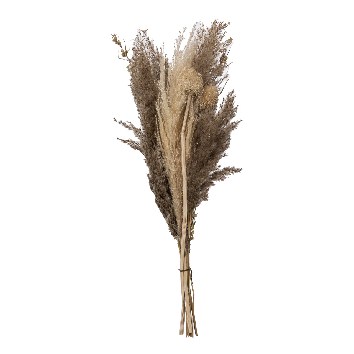 Dried pampas bouquet "Ori" Ivory white, H.58 cm
