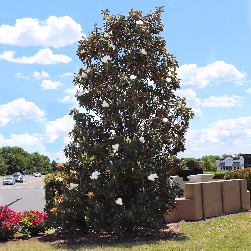 Brighter Blooms - Little Gem Magnolia Tree, 3-4 ft. - No Shipping To AZ,OR - Image 2