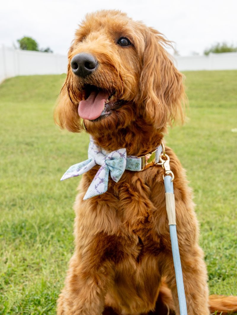 0126-PET-LEASH-TURQUOISE - Simply Southern Outlet