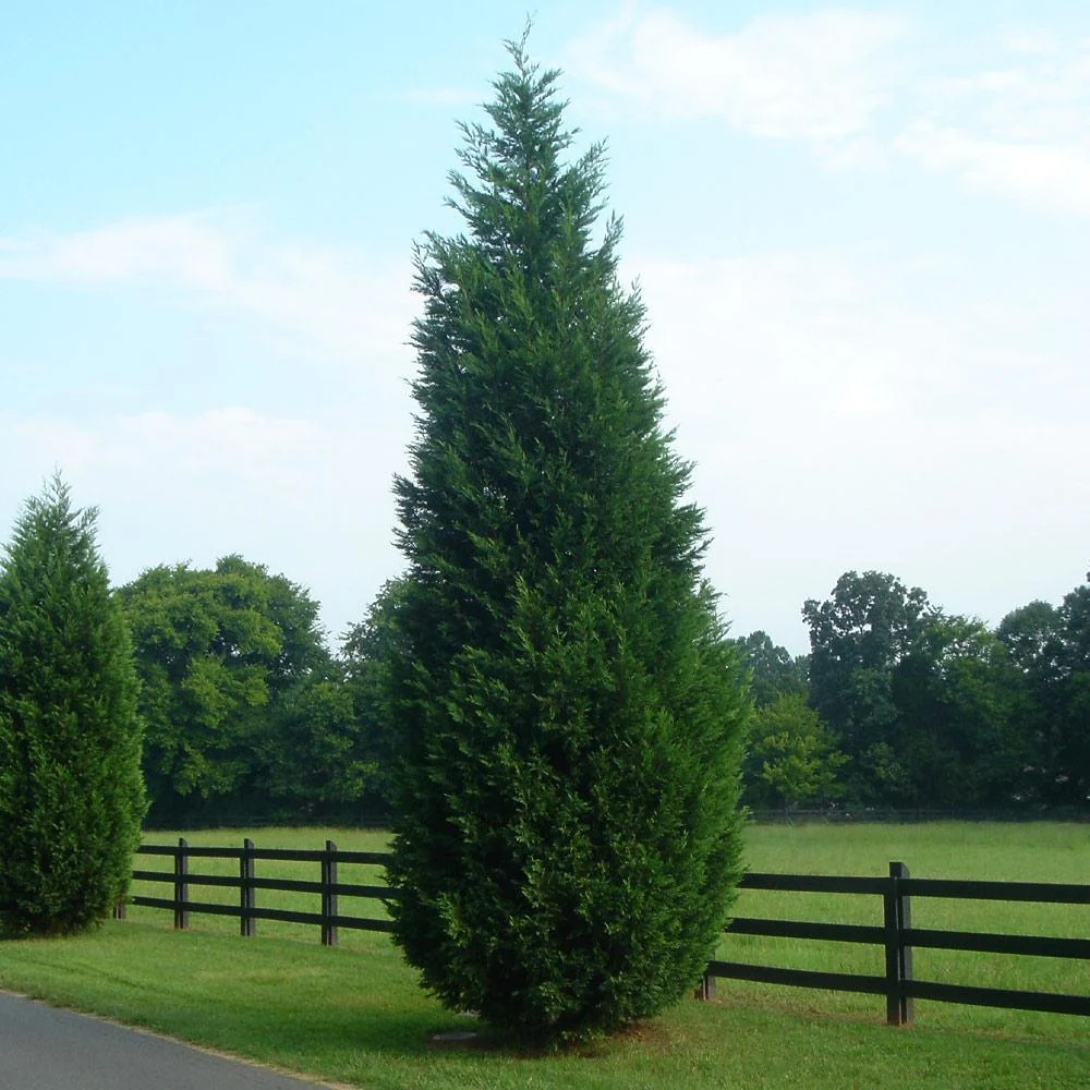 Leyland Cypress Trees