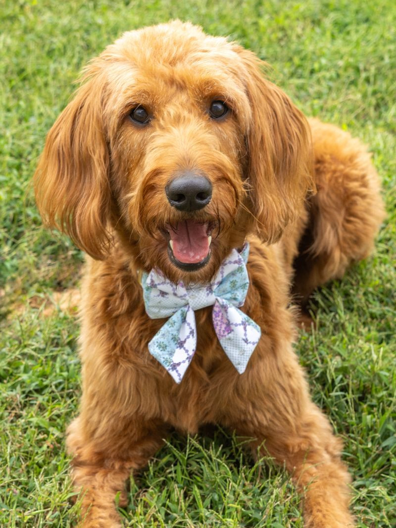 0126-PET-BOW-TRLPTCH - Simply Southern Outlet