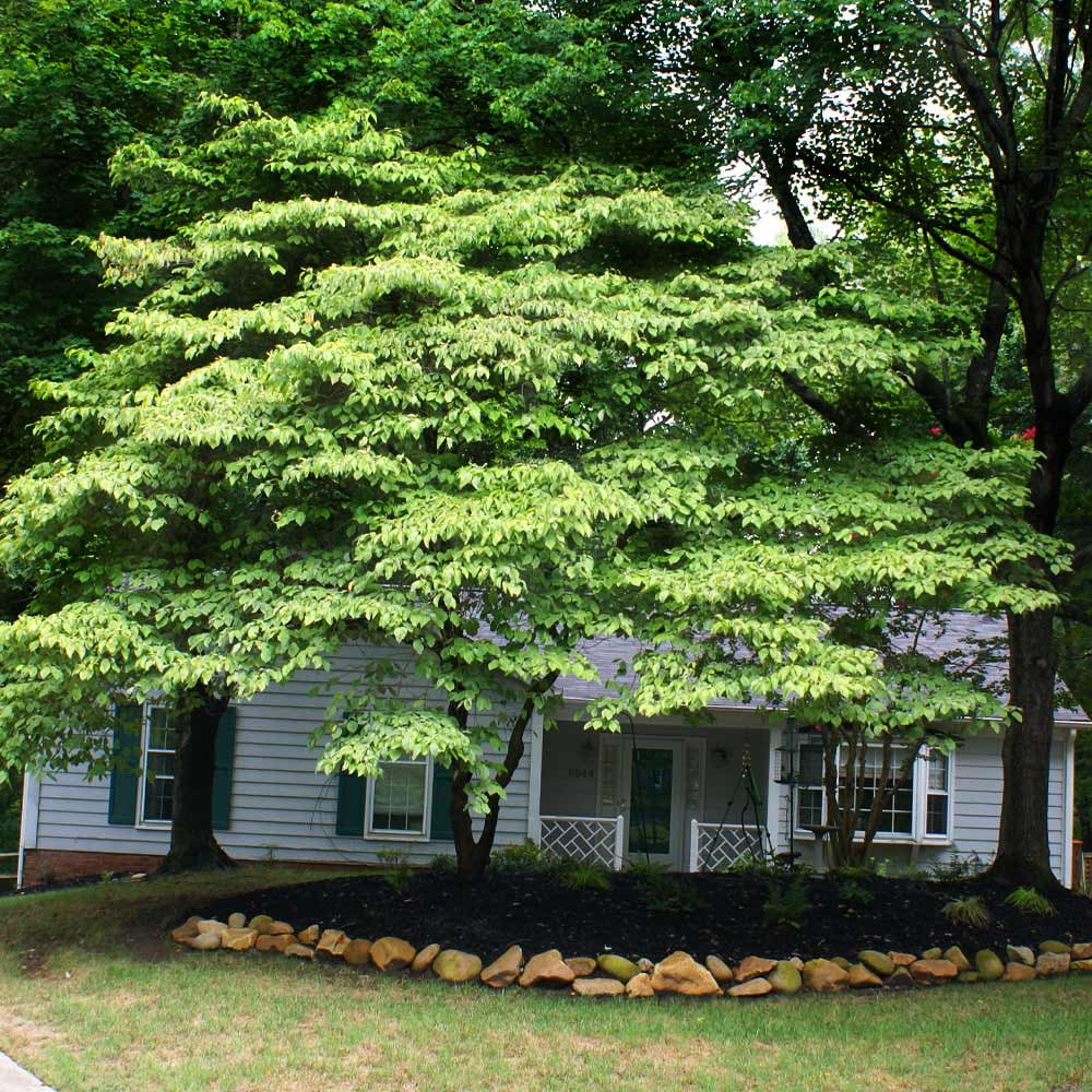 Brighter Blooms - White Kousa Dogwood, 3-4 ft. - No Shipping to AZ, FL - Image 7
