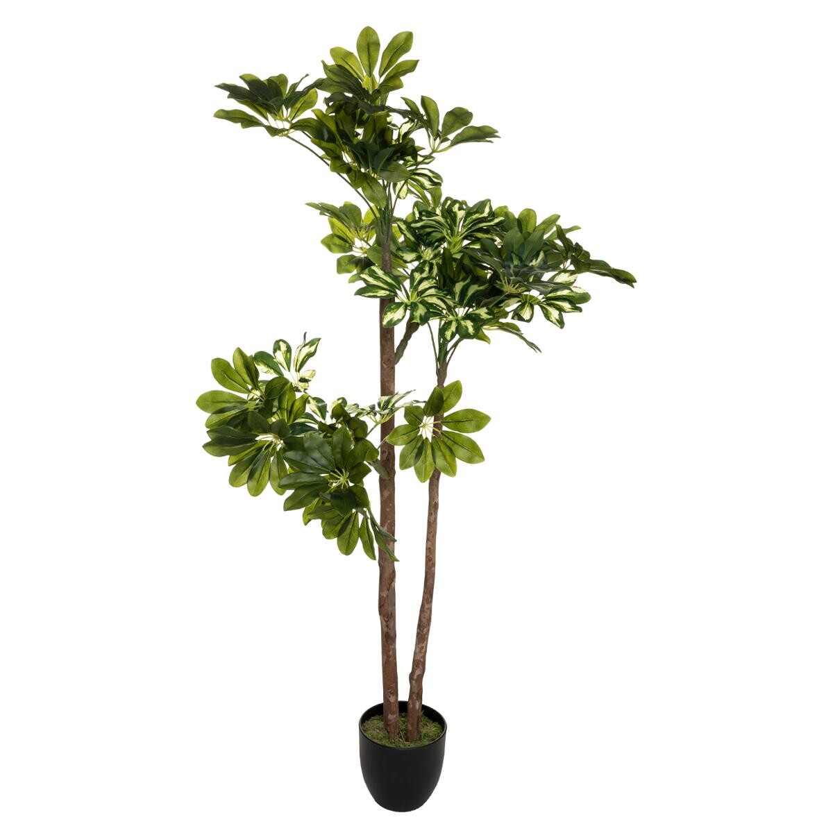 Artificial schefflera H.130 cm