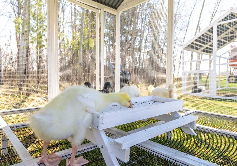 Zylina Modern Duck Barn - Duck Coop - Image 6