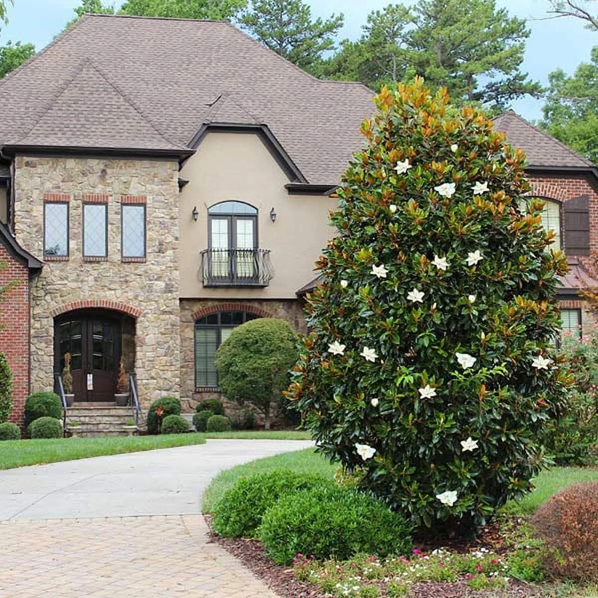 Brighter Blooms - Little Gem Magnolia Tree, 3-4 ft. - No Shipping To AZ,OR - Image 6