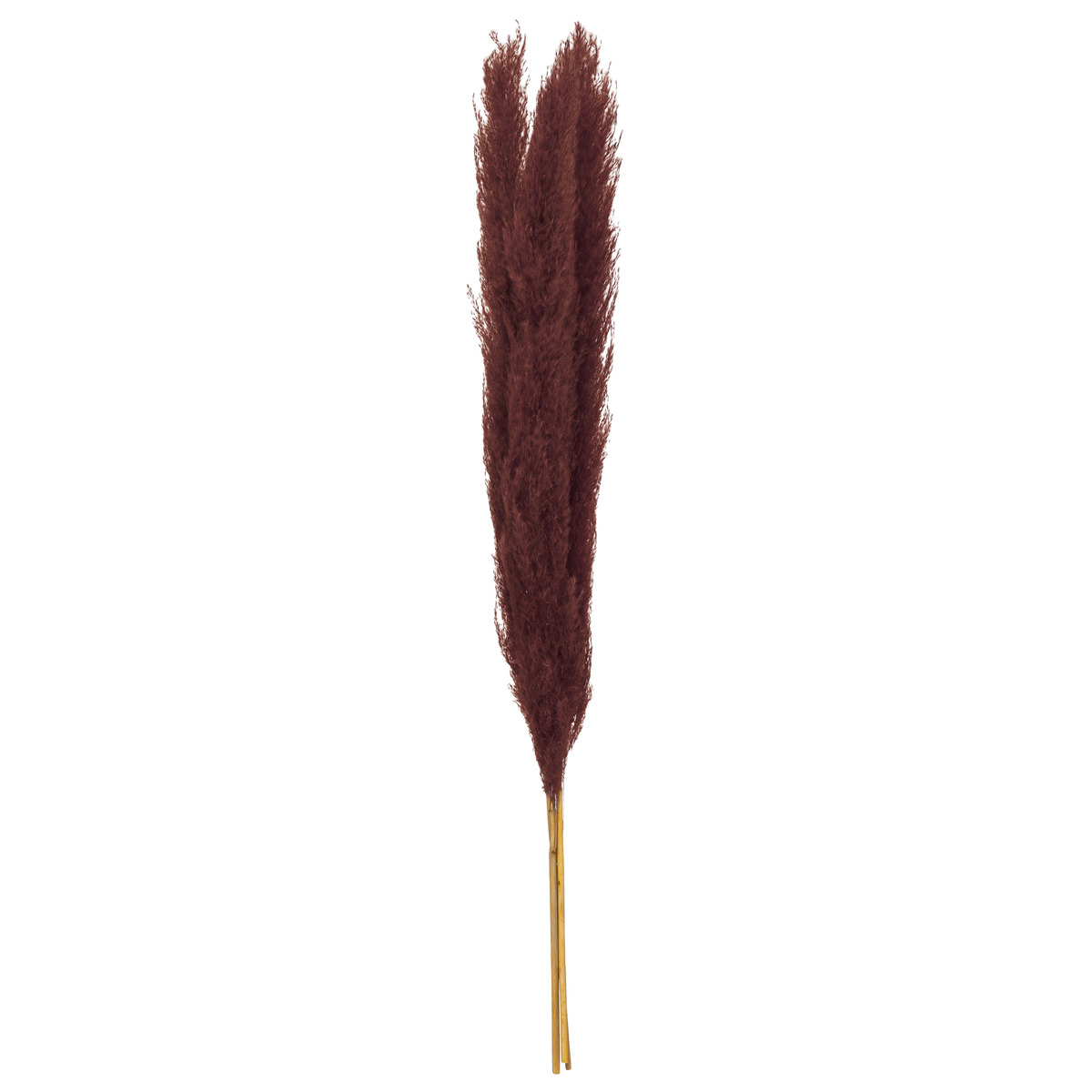 3 dried flowers "Natural Pampa" Ruby red, H.110 cm
