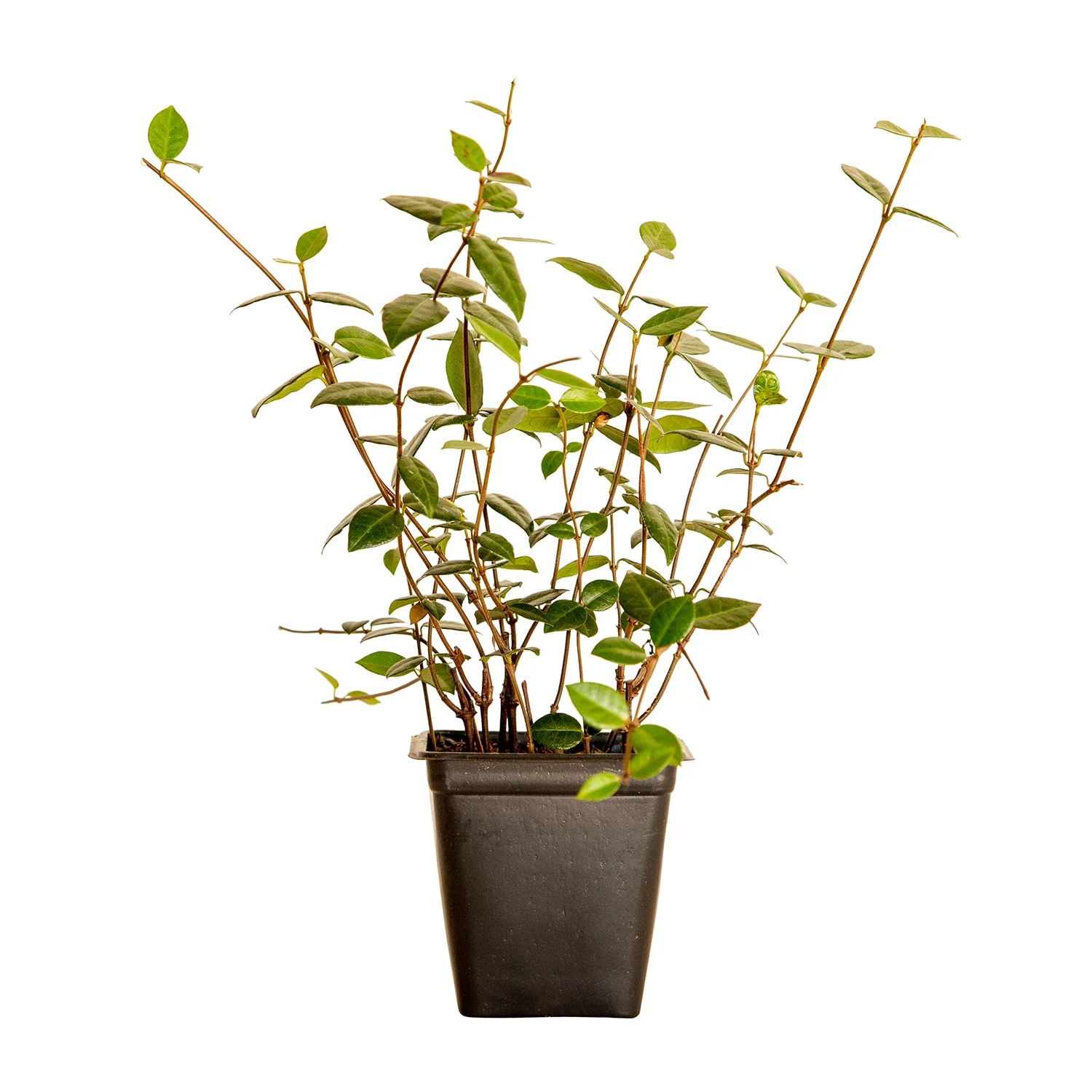 Expert Gardener Asiatic Jasmine - 54 Pack (3.25 In. Pots) Evergreen Groundcover Vine - Full Sun Live Outdoor Plant - Image 4