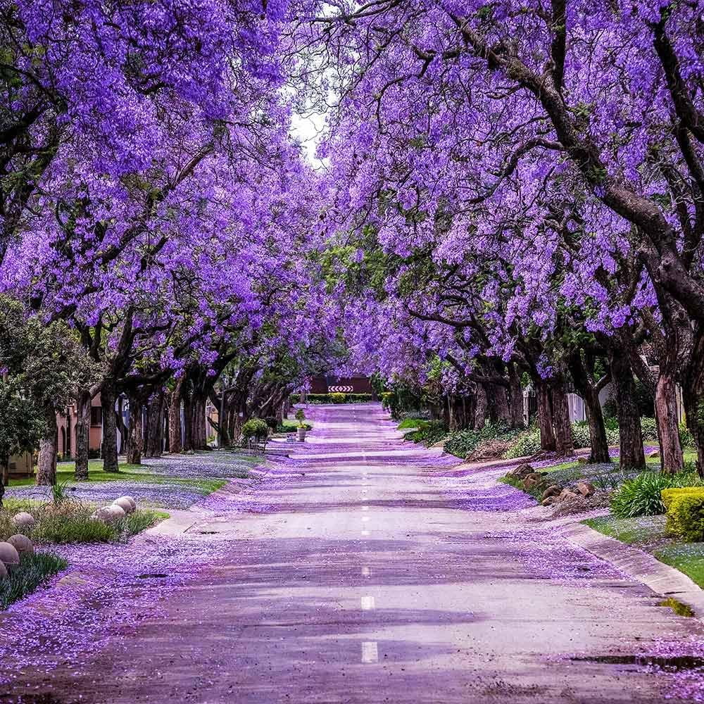 Brighter Blooms - Jacaranda Tree, 2-3 ft. - No Shipping To AZ - Image 2