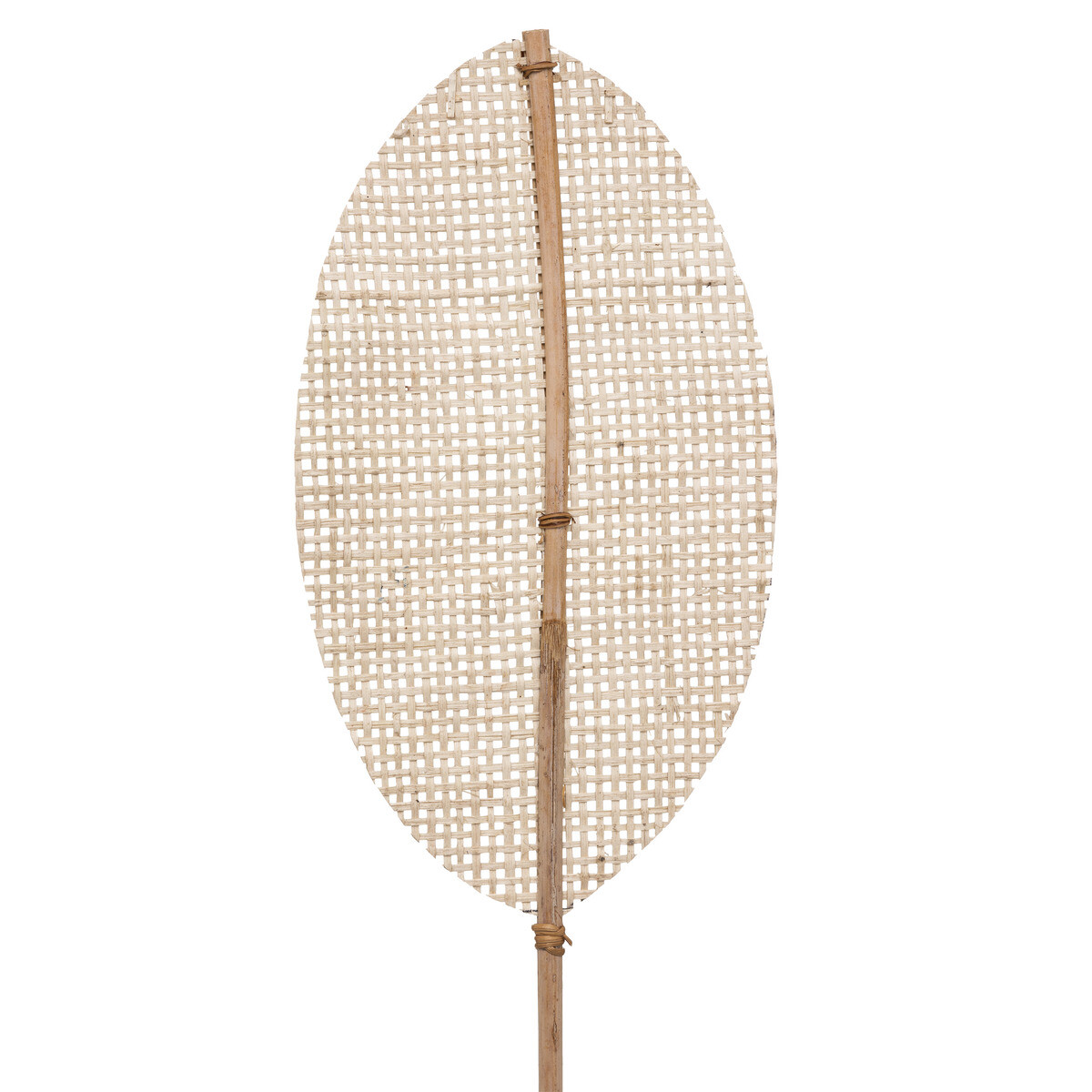 Natural stem "Carmen" Bamboo, H.78 cm