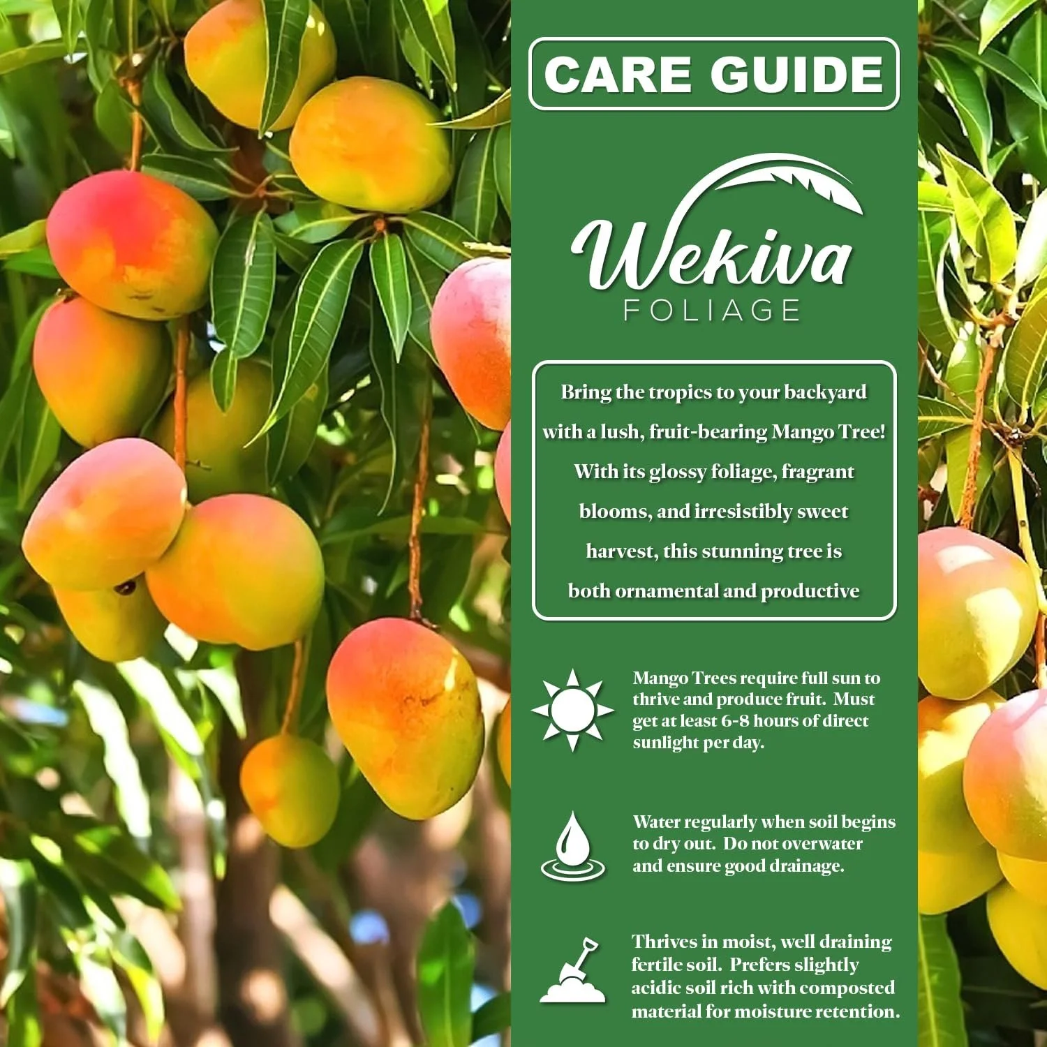 Harvest Moon Mango Tree - Grafted - Live Plant in a 3 Gallon Growers Pot - Mangifera Indica - Beautiful Edible Fruit Bearing Tree for Patio and Garden - Image 3