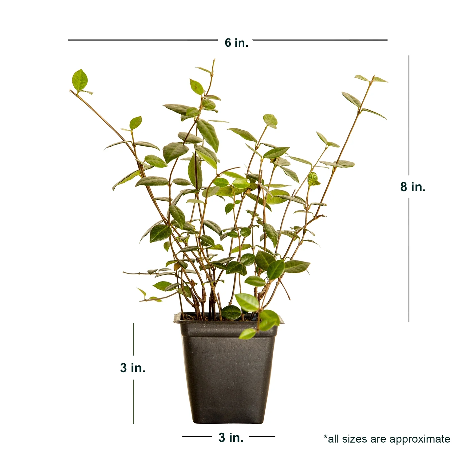 Expert Gardener Asiatic Jasmine - 54 Pack (3.25 In. Pots) Evergreen Groundcover Vine - Full Sun Live Outdoor Plant - Image 5