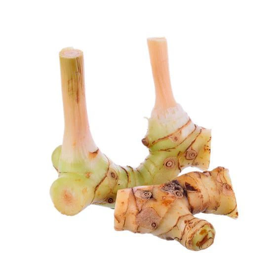 Galanga root – Asian spice for the kitchen